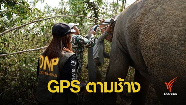 ครั้งแรกของไทย! ติดปลอกคอจีพีเอส "ช้างป่า"