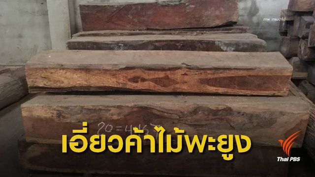 ไล่ออก!  6 จนท.ป่าไม้เอี่ยวฟอกไม้พะยูงขายนายทุนจีน 