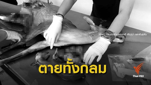พบเก้งติดบ่วงแร้วตายพร้อมลูกในท้อง จ.ขอนแก่น 