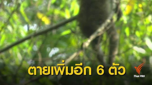 พบผู้ต้องสงสัย 3 คนในพื้นที่ลิงแสมตายกว่า 20 ตัว
