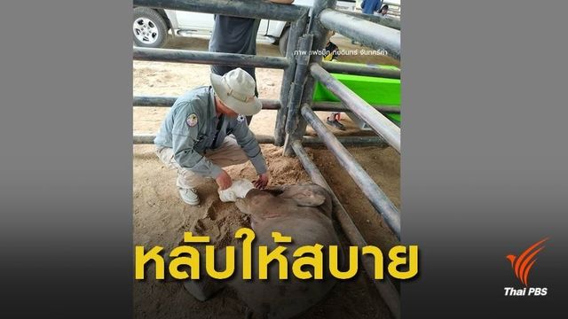 สุดยื้อ “พังฟ้าใส” ถูกบ่วงรัดขาตายแล้วรักษาเกือบ 1 เดือน 
