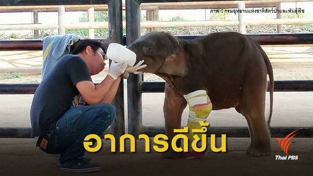 ลูกช้างป่า "ใบตอง" อาการดีขึ้น อาจไม่ต้องผ่าตัดขาแล้ว