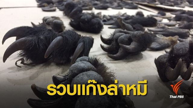 ยึดเล็บหมีกว่าพัน คาดถูกฆ่าถึง 83 ตัว เตรียมส่งขายเวียดนาม