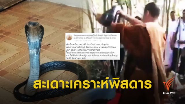 ปล่อยงูเห่า-จงอาง "สะเดาะเคราะห์" เข้าข่ายค้าสัตว์ป่า 