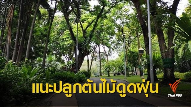 ต้นไม้ดูดฝุ่น! นักวิชาการแนะเพิ่มพื้นที่สีเขียวแก้ฝุ่นพิษระยะยาว