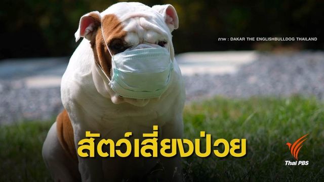 งดพา “หมา แมว” ออกนอกบ้าน เสี่ยงภูมิแพ้-ปอดอักเสบ จากฝุ่นพิษ 