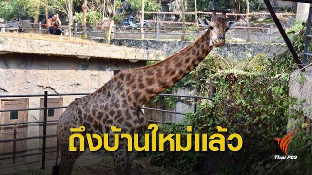 ยีราฟ 'บินลาเดน' ย้ายเขาสวนสัตว์เปิดเขาเขียวแล้ว โชว์ตัวแน่ ก่อนตรุษจีน