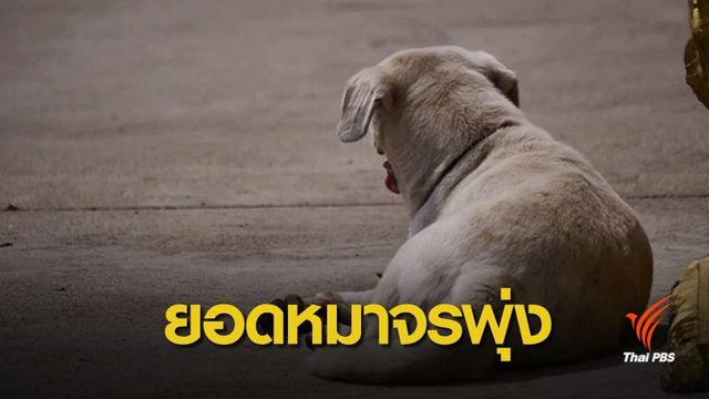 คาด 20 ปีหมา-แมวจรจัดพุ่ง 5 ล้านตัว เร่งทบทวนขึ้นทะเบียน