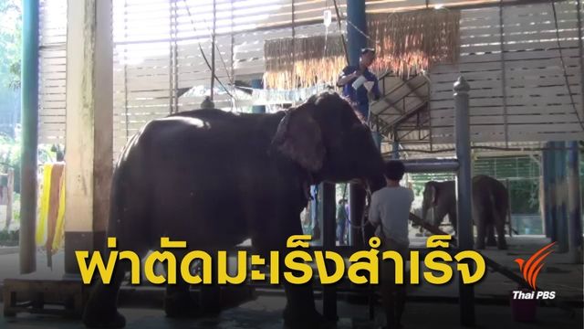 ผ่าตัด "พังทองดี" ป่วยมะเร็งสำเร็จเป็นเชือกแรกของไทย