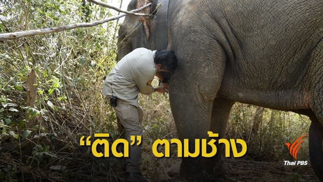 ปฏิบัติการ "ติดปลอกคอช้างป่า" ตามรอยเรียลไทม์