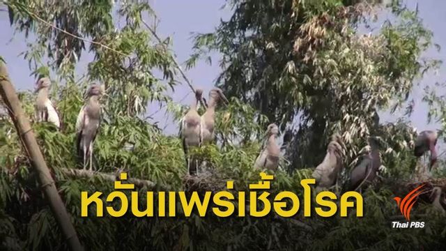 ฝูงนกอาศัยใกล้ชุมชนบ้านหนองมน จ.สระบุรี วอนหน่วยงานเกี่ยวข้องช่วยเหลือ