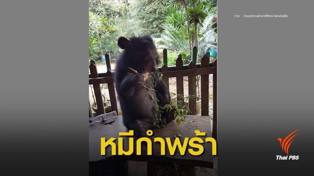 "หมอล็อต" รับมอบลูกหมีควายกำพร้า 7 เดือนปรับตัวก่อนปล่อยป่า 