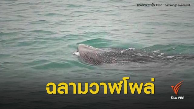 "ฉลามวาฬ" โผล่ทะเลระยองใกล้นิคมมาบตาพุด