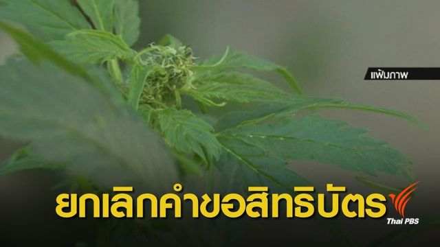 กรมทรัพย์สินทางปัญญา ยกคำขอสิทธิบัตรสารสกัดกัญชา