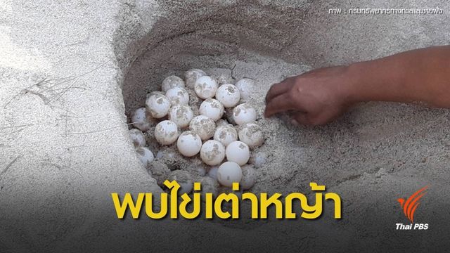 ข่าวดี! พบเต่าหญ้าขึ้นวางไข่ในรอบ 23 ปีที่หาดบ่อดาน จ.พังงา