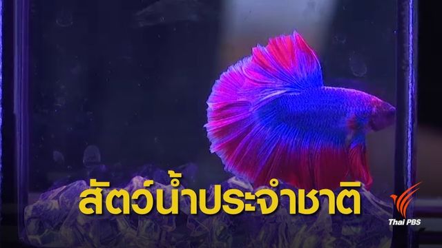 ครม.เห็นชอบให้ "ปลากัด" เป็นสัตว์น้ำประจำชาติ
