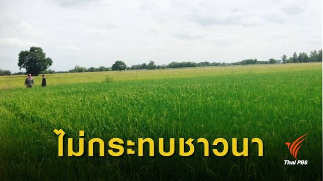 สนช.ระบุ พ.ร.บ.ข้าว ไม่กระทบเมล็ดพันธุ์ชาวนา