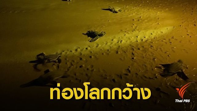วินาทีสบตา "ลูกเต่ามะเฟือง" ออกสู่โลกกว้าง 