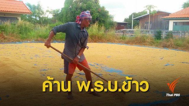 ชาวนาค้านร่าง พ.ร.บ.ข้าว หวั่นถูกผูกขาดเมล็ดพันธุ์