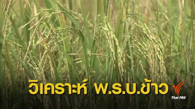 วิเคราะห์ผลประโยชน์ พ.ร.บ.ข้าว ใครได้เปรียบ-เสียเปรียบ