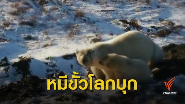 วิกฤตโลกร้อน! รัสเซียประกาศภาวะฉุกเฉิน "หมีขั้วโลก" บุกเมือง