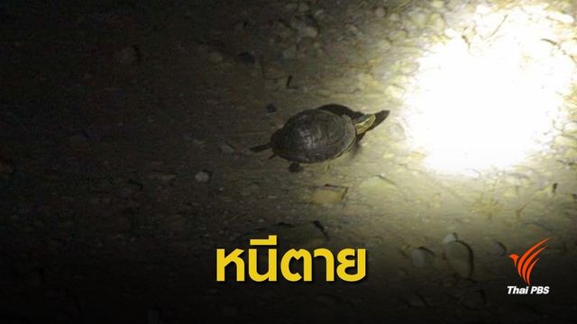 สัตว์หนีเอาตัวรอดไฟไหม้ป่าพรุเกาะคอเขา จ.พังงา