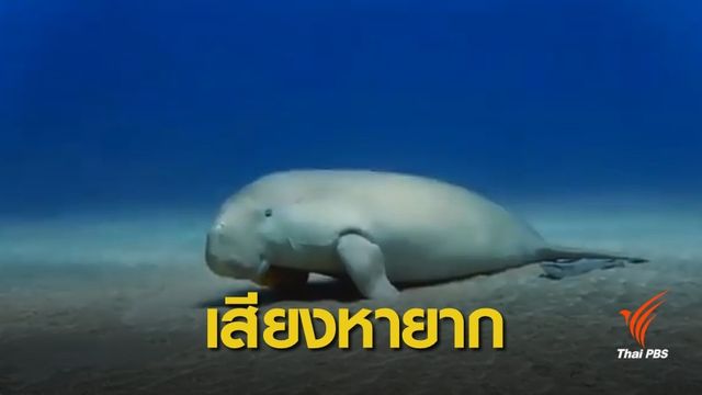 สุดตื่นเต้น! เสียงร้องพะยูน ใช้สื่อสารกับฝูง  