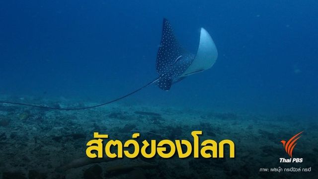 รู้จัก "กระเบนนก" สัตว์ทะเลหายากในบัญชี IUCN 