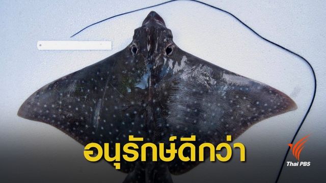 กรมประมง ชี้ "กระเบนนก"กินได้ไม่ผิดกฎหมาย-แต่อยากให้อนุรักษ์ 