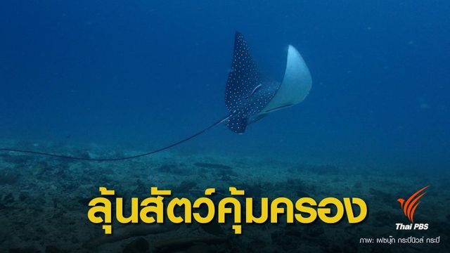 ทช.ดัน "กระเบนนก" ขึ้นบัญชีสัตว์คุ้มครองตัวใหม่ 