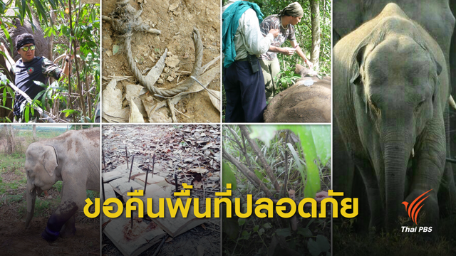 เริ่มเก็บกู้ "บ่วงดักสัตว์" ภัยคุกคามชีวิตสัตว์ป่า