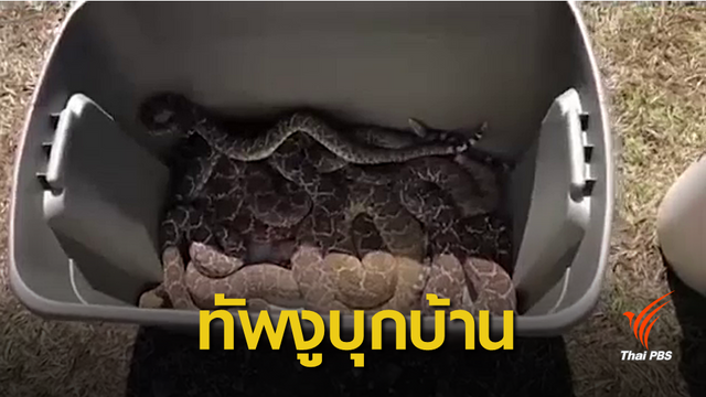 ตะลึง! งูหางกระดิ่ง 45 ตัวหนีพายุยึดบ้าน