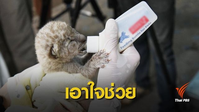ดูแลใกล้ชิด "ลูกเสือดาวเผือก" ถูกวางยาสลบรอดถูกส่งไปอินเดีย