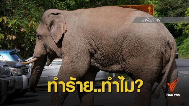 ไขข้อข้องใจเหตุใดช้างป่าทำร้ายคน? 