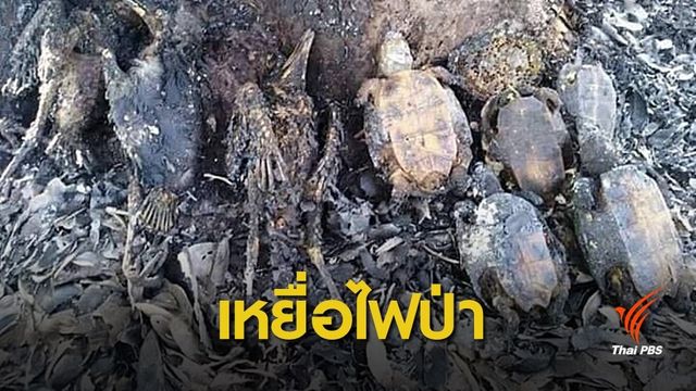 สลด! ไฟไหม้ป่าพะเยาคลอกสัตว์ป่าตายเกลื่อน