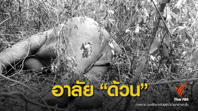 ปิดตำนาน "ด้วนด่านลอย" ช้างป่าเขาอ่างฤๅไน