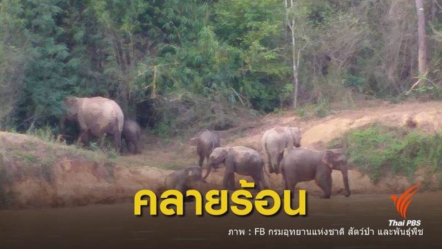 ช้างป่าแก่งกระจาน เล่นน้ำคลายร้อน