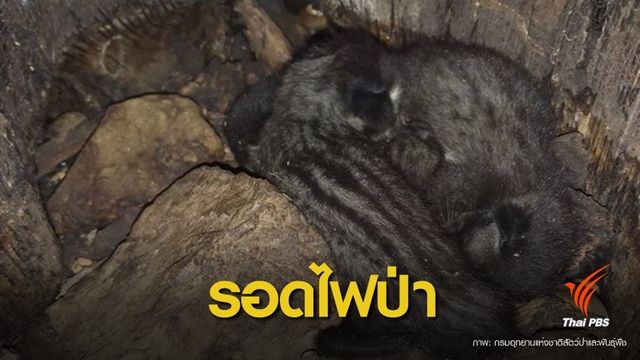 อุทยานฯ ช่วย "เลียงผา-ลูกชะมดเช็ด" รอดถูกไฟป่าคลอกตาย