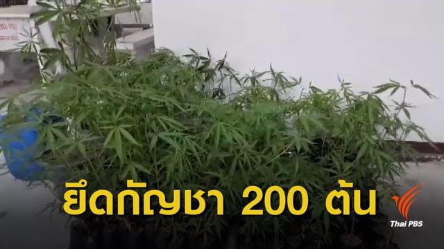 บุกค้น "มูลนิธิข้าวขวัญสุพรรณ" ยึดกัญชา 200 ต้น