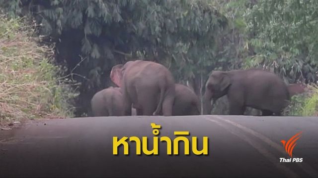 ช้างรวมโขลงออกจากป่าหาน้ำกิน
