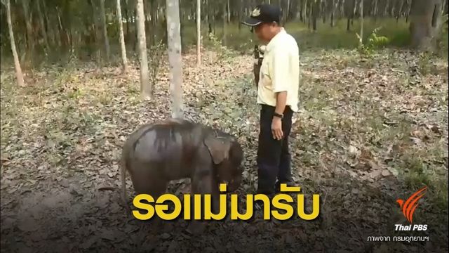 ช่วย "ลูกช้างตกท่อ" ล่าสุดแข็งแรงดี รอแม่รับกลับป่า