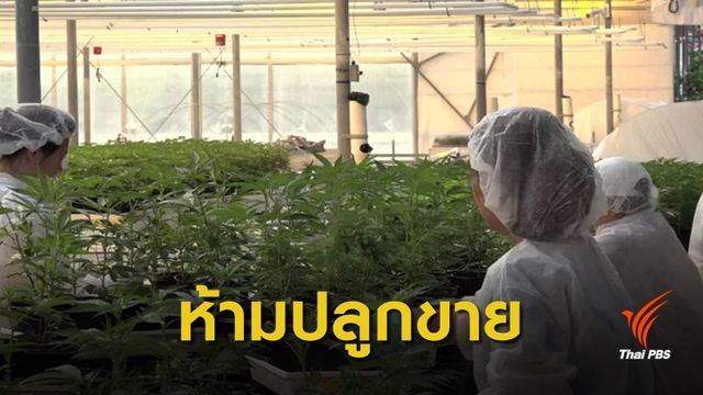 ห้ามปลูกขาย! อย.ย้ำนิรโทษผู้ครอบครองกัญชาใช้รักษาโรคเท่านั้น