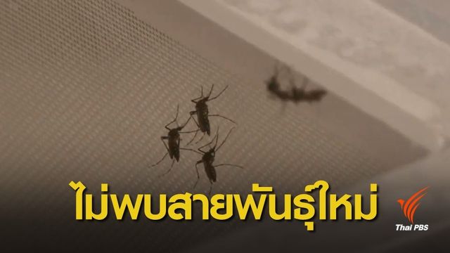 สธ.ชี้ไม่มีไข้เลือดออกสายพันธุ์ใหม่ในไทย 