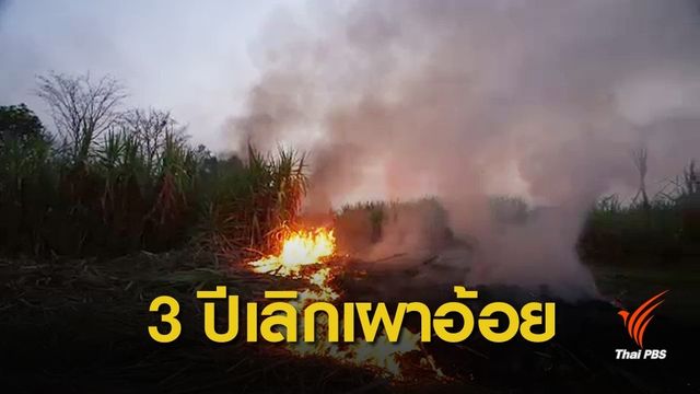 เตรียมชง ครม.เคาะแผนแก้อ้อยไฟไหม้ ตั้งเป้า 3 ปีเลิกเผา