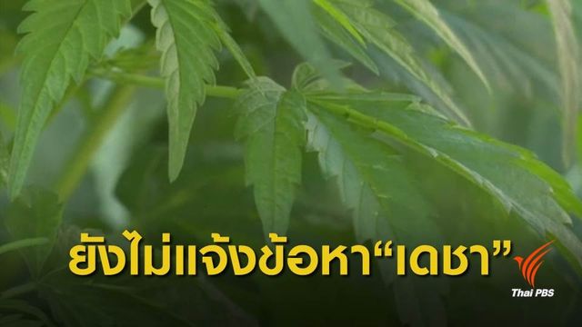 ตำรวจเผยยังไม่แจ้งข้อหา "เดชา" ฐานครอบครองกัญชา 