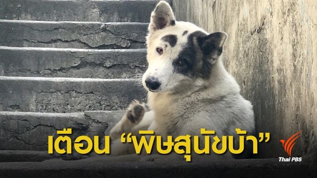 เตือนระวังเป็น "พิษสุนัขบ้า"