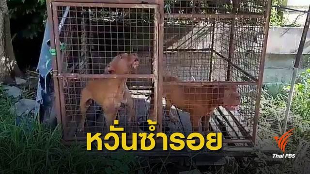 ตั้ง 2 ข้อหาเจ้าของสุนัขพิตบูลรุมกัดคนส่งน้ำแข็งเสียชีวิต จ.ชลบุรี