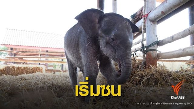 ลูกช้าง "ชบาแก้ว" แผลเริ่มแห้ง-วิ่งเล่นร่าเริง   