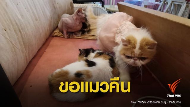 กลุ่มสัตวแพทย์ อ้างไม่ทารุณกรรมแมว เตรียมแจ้งความ-ขอแมวคืนคาเฟ่