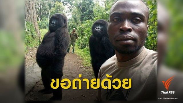 เซลฟีน่ารัก! เจ้าหน้าที่อุทยานฯ คองโกกับ 2 กอริลลากำพร้า